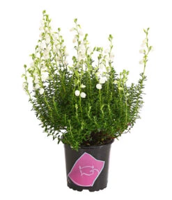 Irische Glockenheide -Gartenbedarf Geschäft 7163009 WE FS 003 DaboeciaDehnerExpressHerzig