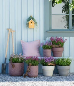 Irische Glockenheide -Gartenbedarf Geschäft 7163009 WE MO 001 DaboeciaMixGlockenheide 2021 GC11