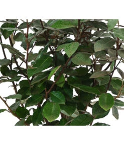 Wintergrüne Ölweide 'Compacta' -Gartenbedarf Geschäft 7169402 WE DE 001 ElaeagnusCompacta3L Oelweide