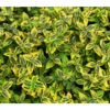 Kriech-Spindelstrauch 'Emerald'n Gold' -Gartenbedarf Geschäft 7176969 BildD 001 KletterSpindelstrauchEmeraldnGoldEuonFoEmeraldGold
