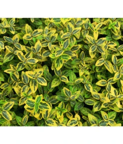 Kriech-Spindelstrauch 'Emerald'n Gold'