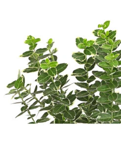 Spindelstrauch 'Emerald Gaiety' -Gartenbedarf Geschäft 7177520 PR DE 001 EuonymusSpindelstrauchEmeraldGaiety13cmDehnerExpressHerzig