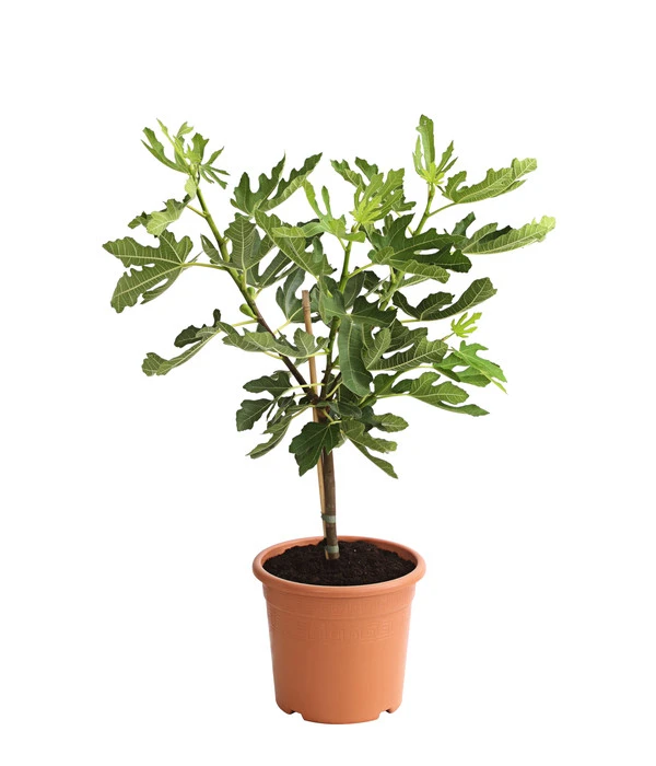 Feige 'Pfälzer Fruchtfeige' 4 Feige 'Pfälzer Fruchtfeige' – Bild 2