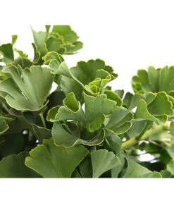 Ginkgobaum - Fächerblattbaum 'Marijke' -Gartenbedarf Geschäft 7196082 PR DE 001 GinkgoMarijkeSchaleDehnerExpressHerzig