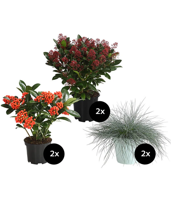 Grabpflanzen-Set In Gedenken, 6-teilig 3 Grabpflanzen-Set In Gedenken, 6-teilig