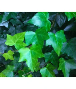 Irischer Efeu -Gartenbedarf Geschäft 7209810 WE DE 001 HederaIrischerEfeuPixabay