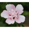 Hibiskus 'China Chiffon®' - Garten-Eibisch 1 Hibiskus 'China Chiffon®' - Garten-Eibisch -Gartenbedarf Geschäft 7212053 PR DE 001 HibiscusHibiskusChinaChiffonPixabay