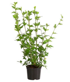 Hibiskus 'China Chiffon®' - Garten-Eibisch -Gartenbedarf Geschäft 7212053 WE FS 001 HibiscusSyriacusChinaChiffonEibischHibiskus3LDehnerExpressHerzig