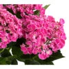 Garten-Hortensie 'Curly Wurly' -Gartenbedarf Geschäft 7221310 PR DE 001 HydrangeaHortensieCurlyWurlyRosa5LDehnerExpressHerzig