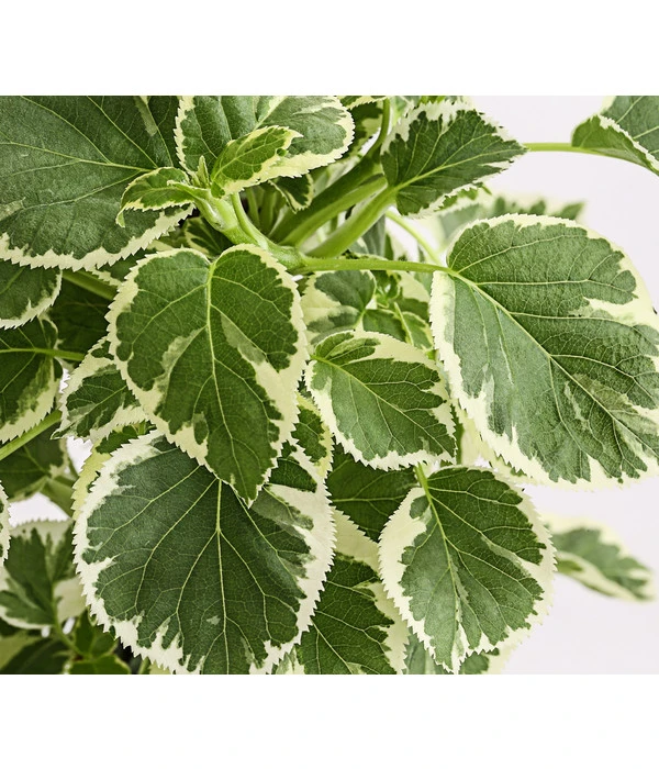 Kletter-Hortensie 'Silver Lining' 3 Kletter-Hortensie 'Silver Lining'