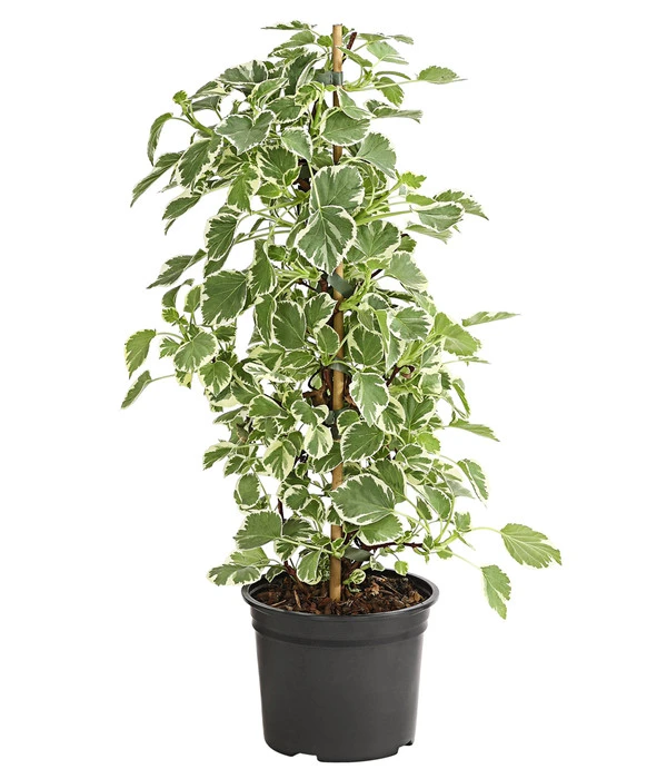 Kletter-Hortensie 'Silver Lining' 4 Kletter-Hortensie 'Silver Lining' – Bild 2