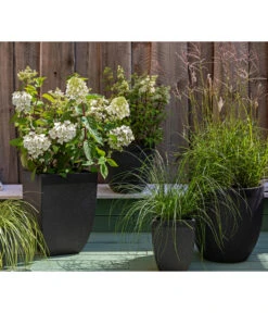 Rotstielige Rispen-Hortensie -Gartenbedarf Geschäft 7225089 WE MO 002 Hortensien GC11 2020