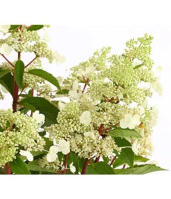 Rotstielige Rispen-Hortensie -Gartenbedarf Geschäft 7225550 PR DE 001 HortensieHydrangeaComtesseBlanche5LDehnerExpressHerzig