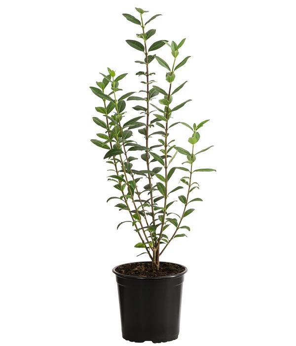 2-3 Meter Liguster, 10 X Ca. 30-35 Cm 4 2-3 Meter Liguster, 10 X Ca. 30-35 Cm – Bild 2