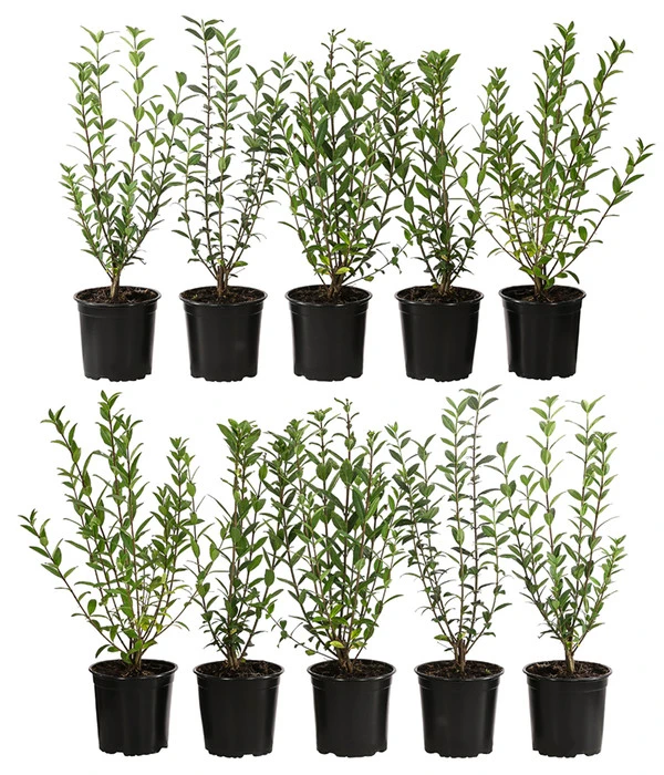 2-3 Meter Liguster, 10 X Ca. 30-35 Cm 3 2-3 Meter Liguster, 10 X Ca. 30-35 Cm