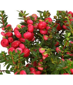 Torfmyrte, Rot 7 Torfmyrte, Rot -Gartenbedarf Geschäft 7301401 PR DE 001 PernettyaTorfmyrteRotDehnerExpressHerzig