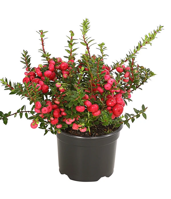 Torfmyrte, Rot 3 Torfmyrte, Rot