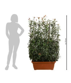 Purpur-Glanzmispel 'Glanzkopf', Ca. 170 Cm -Gartenbedarf Geschäft 7305329 WE BG 002 PurpurGlanzmispelGlanzkopf170