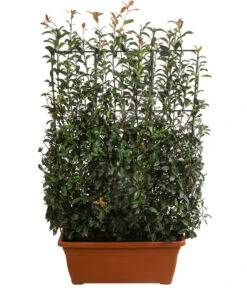 Purpur-Glanzmispel 'Glanzkopf', Ca. 170 Cm