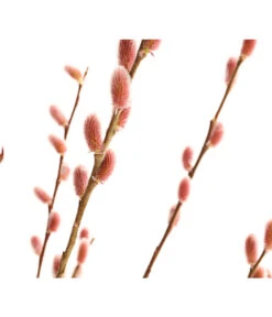 Rotkätzchenweide, Stämmchen 11 Rotkätzchenweide, Stämmchen -Gartenbedarf Geschäft 7461825 WE DE 001 SalixHaengekaetzchenRotkaetzchenStamm2LDehnerExpressHerzig