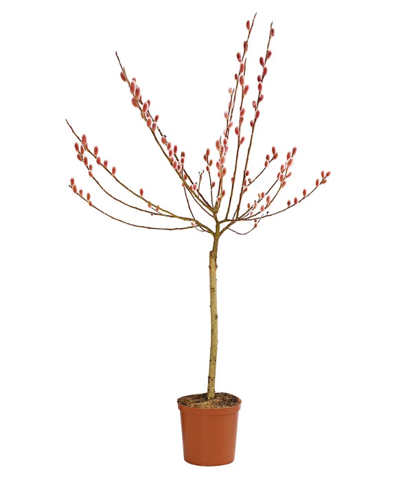 Rotkätzchenweide, Stämmchen 3 Rotkätzchenweide, Stämmchen