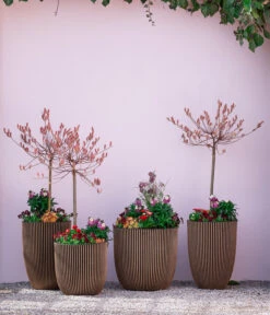 Rotkätzchenweide, Stämmchen 10 Rotkätzchenweide, Stämmchen -Gartenbedarf Geschäft 7461833 7461825 WE MO 001 RotkaetzchenStaemmchen