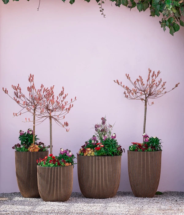 Rotkätzchenweide, Stämmchen 6 Rotkätzchenweide, Stämmchen – Bild 4