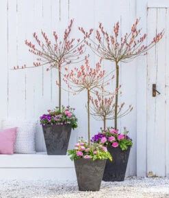 Rotkätzchenweide, Stämmchen 9 Rotkätzchenweide, Stämmchen -Gartenbedarf Geschäft 7461833 WE MO 001 RotkaetzchenWEideStaemmchen