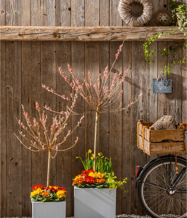 Rotkätzchenweide, Stämmchen 4 Rotkätzchenweide, Stämmchen – Bild 2