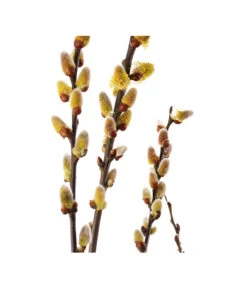 Kätzchen-Weide -Gartenbedarf Geschäft 7463276 BildD 001 KaetzchenWeideSalixCapreaMas