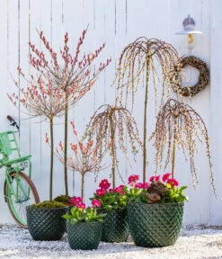 Hängekätzchenweide 'Kilmarnock' -Gartenbedarf Geschäft 7464738 8816498 6705461 WE MO 001 KaetzchenweideStaengelprimelTopfElite