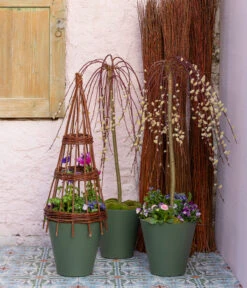 Hängekätzchenweide 'Kilmarnock' -Gartenbedarf Geschäft 7464761 7464787 WE MO 001 Haengekaetzchenweide