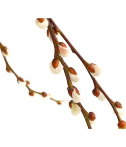 Hängekätzchenweide 'Kilmarnock' -Gartenbedarf Geschäft 7464761 WE DE 001 SalixHaengekaetzchenweideKilmarnockStamm2LDehnerExpressHerzig