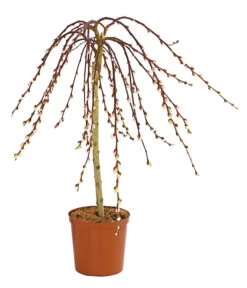 Hängekätzchenweide 'Kilmarnock'