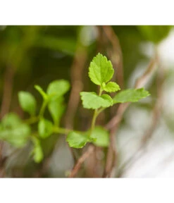 Zwergspiere 'Little Princess' 9 Zwergspiere 'Little Princess' -Gartenbedarf Geschäft 7482987 WE DE 001 SpierstrauchSpiraeaJaponicaLittlePrincessDehnerExpressZS