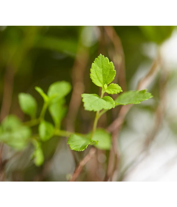 Zwergspiere 'Little Princess' 6 Zwergspiere 'Little Princess' – Bild 4