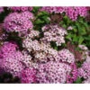 Zwergspiere 'Little Princess' -Gartenbedarf Geschäft 7482987 WE DE 001 SpiraeaLittlePrincessSpierstrauch