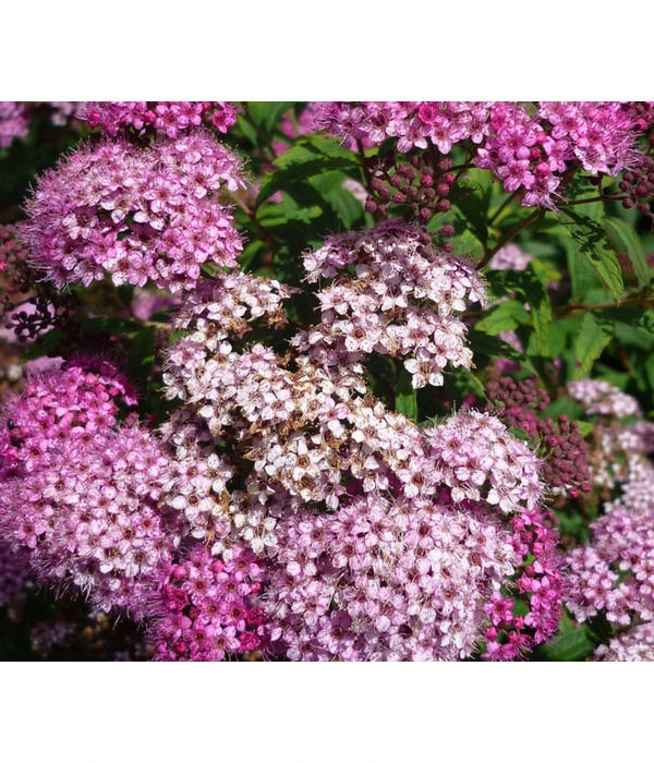 Zwergspiere 'Little Princess' 3 Zwergspiere 'Little Princess'