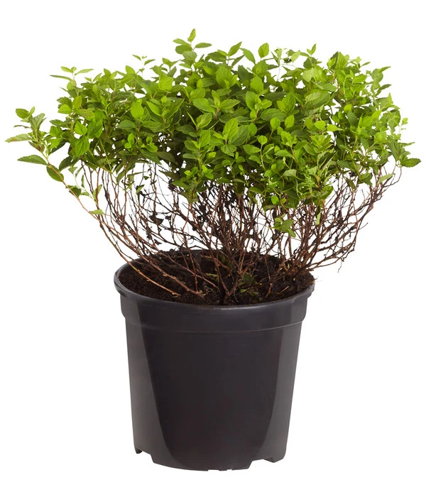 Zwergspiere 'Little Princess' 4 Zwergspiere 'Little Princess' – Bild 2