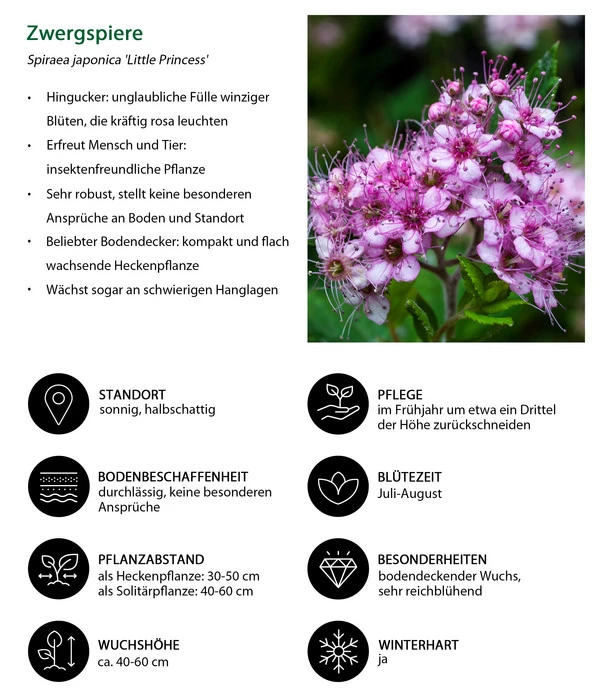 Zwergspiere 'Little Princess' 5 Zwergspiere 'Little Princess' – Bild 3