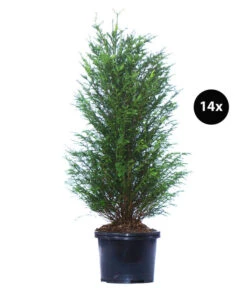 7 Meter Europäische Eibe, 14 X Ca. 125-150 Cm