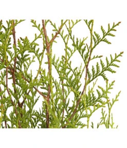 7 Meter Lebensbaum 'Brabant', 20 X Ca. 100-125 Cm -Gartenbedarf Geschäft 7511009 WE DE 001 LebensbaumThujaOccidentalisBrabant3L