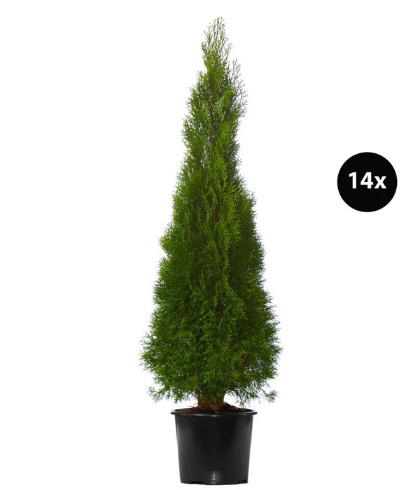 7 Meter Lebensbaum 'Smaragd', 14 X Ca. 125-150 Cm 3 7 Meter Lebensbaum 'Smaragd', 14 X Ca. 125-150 Cm