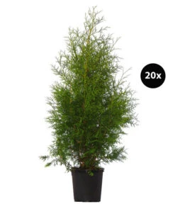 7 Meter Lebensbaum 'Brabant', 20 X Ca. 100-125 Cm