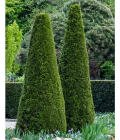 Lebensbaum 'Smaragd' -Gartenbedarf Geschäft 7513534 WE MO 002 ThujaSmaragdFormschnitt