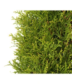 Lebensbaum 'Smaragd' -Gartenbedarf Geschäft 7513757 PR DE 004 LebensbaumThujaOccidentalisSmaragd3LDehnerExpressHerzig