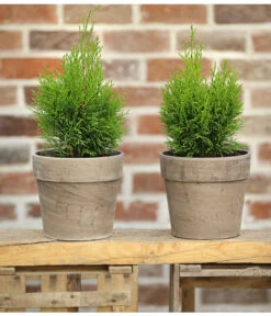 Lebensbaum 'Smaragd' -Gartenbedarf Geschäft 7513823 PR MO 001 LebensbaumThujaSmaragd13cmDehnerExpressHerzig