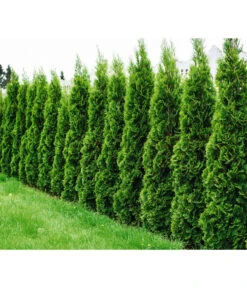 Lebensbaum 'Smaragd' -Gartenbedarf Geschäft 7513922 WE MO 001 LebensbaumSmaragdThujaFotolia 64537582