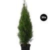 12 Meter Lebensbaum 'Smaragd', 30 X Ca. 100-125 Cm -Gartenbedarf Geschäft 7517600 WE FS 002 ThujaSmaragd30x10L