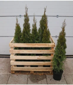 12 Meter Lebensbaum 'Smaragd', 30 X Ca. 100-125 Cm -Gartenbedarf Geschäft 7517600 WE FS 002 ThujaSmaragdC10